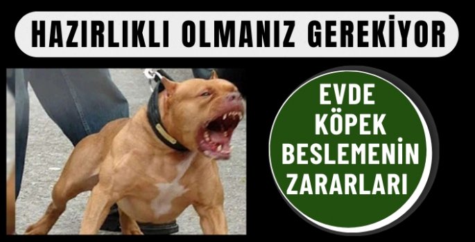 Evde Köpek Beslemenin Zararları