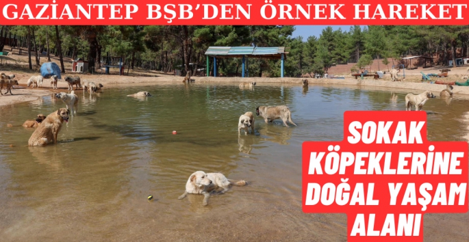 Gaziantep BŞB'den sokak köpeklerine örnek çözüm